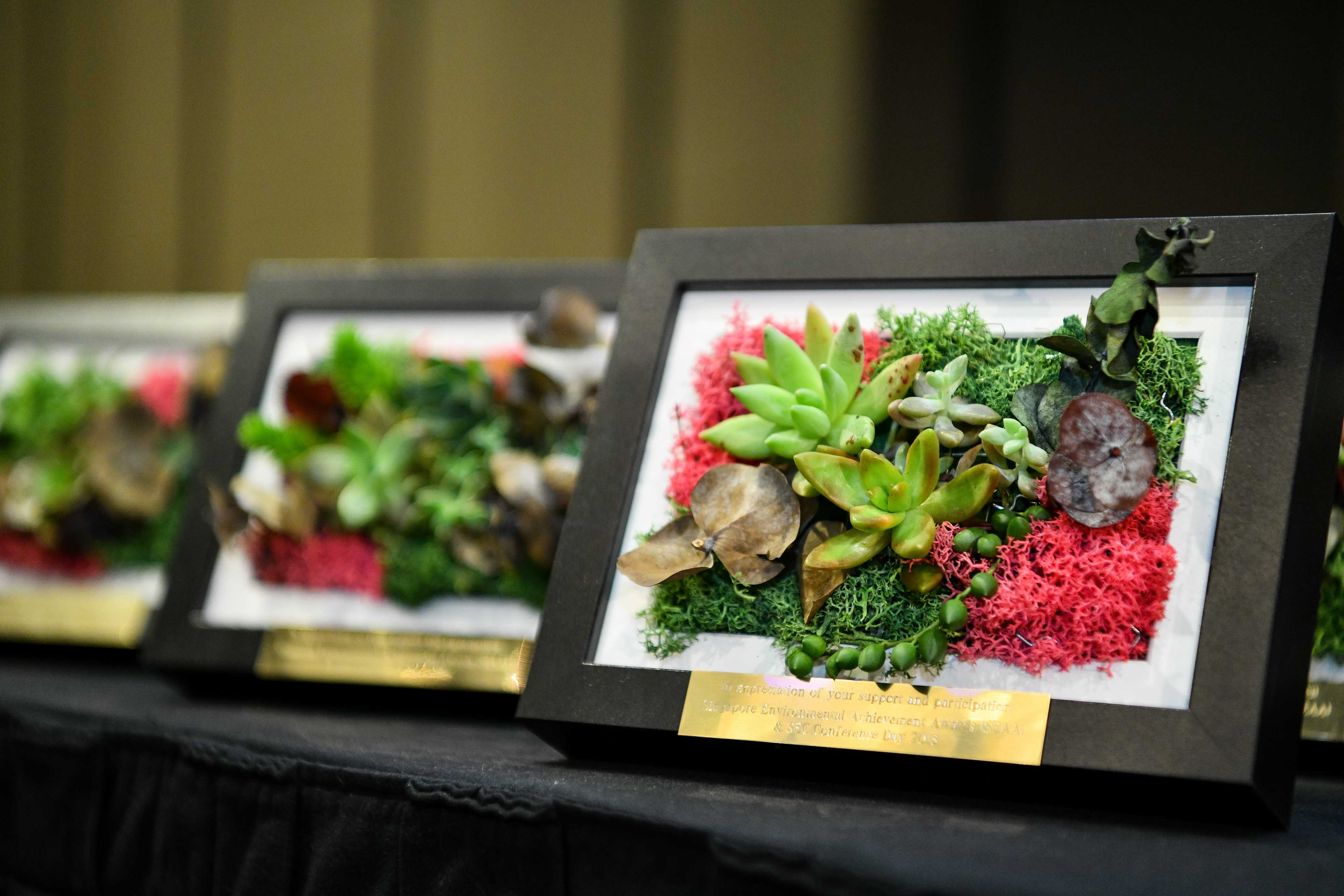 Image of Special custom made succulents for the Panellists